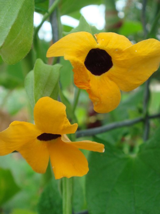 Thunbergia alata 'Super Star' fleur